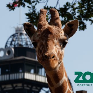 København Zoo - Årskort Pensionist - Kultur og Fritid - GO DREAM