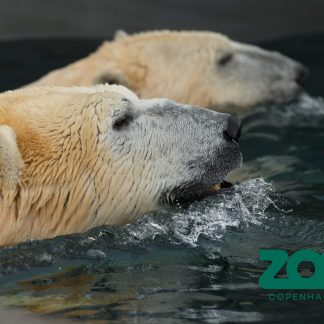 København Zoo - Voksen - Kultur og Fritid - GO DREAM