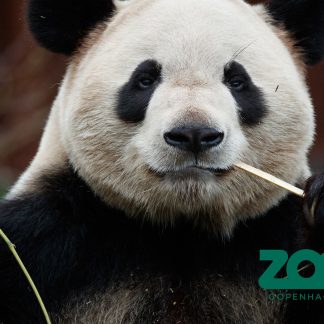 København Zoo - Årskort Barn - Kultur og Fritid - GO DREAM